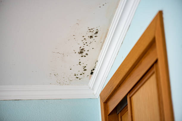 Trusted Mineral Wells, TX Mold Removal Experts