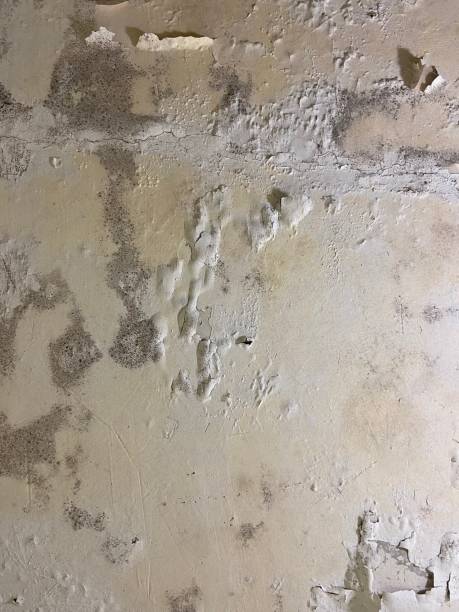 Best Mold Testing and Removal  in Mineral Wells, TX