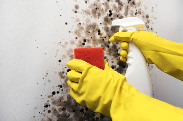 Best Local Mold Removal Service  in Mineral Wells, TX