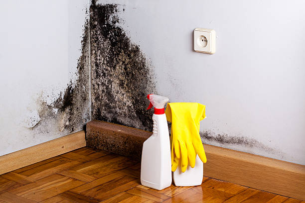 Best Mold Damage Repair  in Mineral Wells, TX